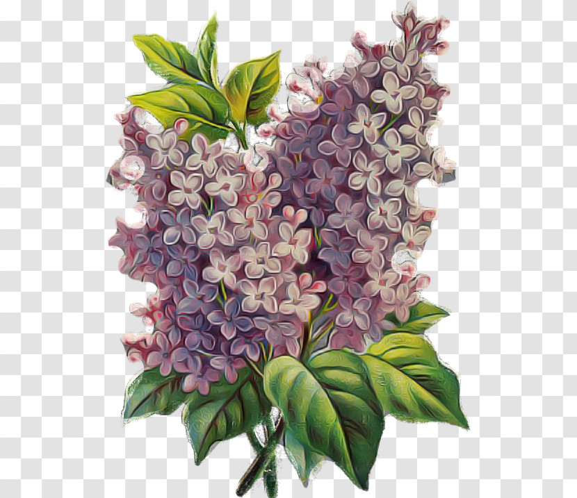 Flower Lilac Plant Lilac Lilac Transparent PNG