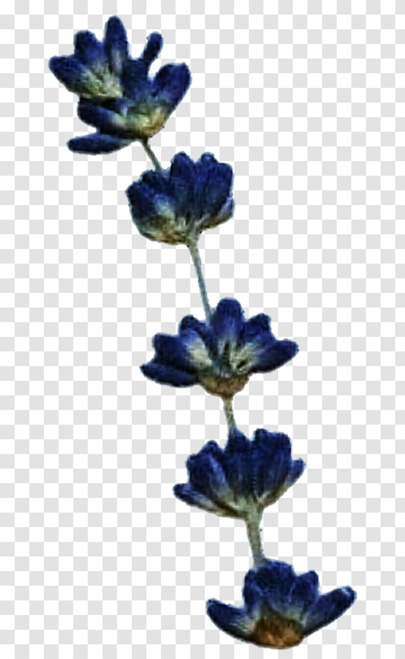 Violet Purple Lavender Cobalt Blue Flower - Plant Transparent PNG