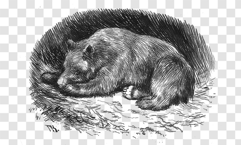 Norwegian Folktales Scandinavian Folklore Legend Bear - Marmot - 光 Transparent PNG
