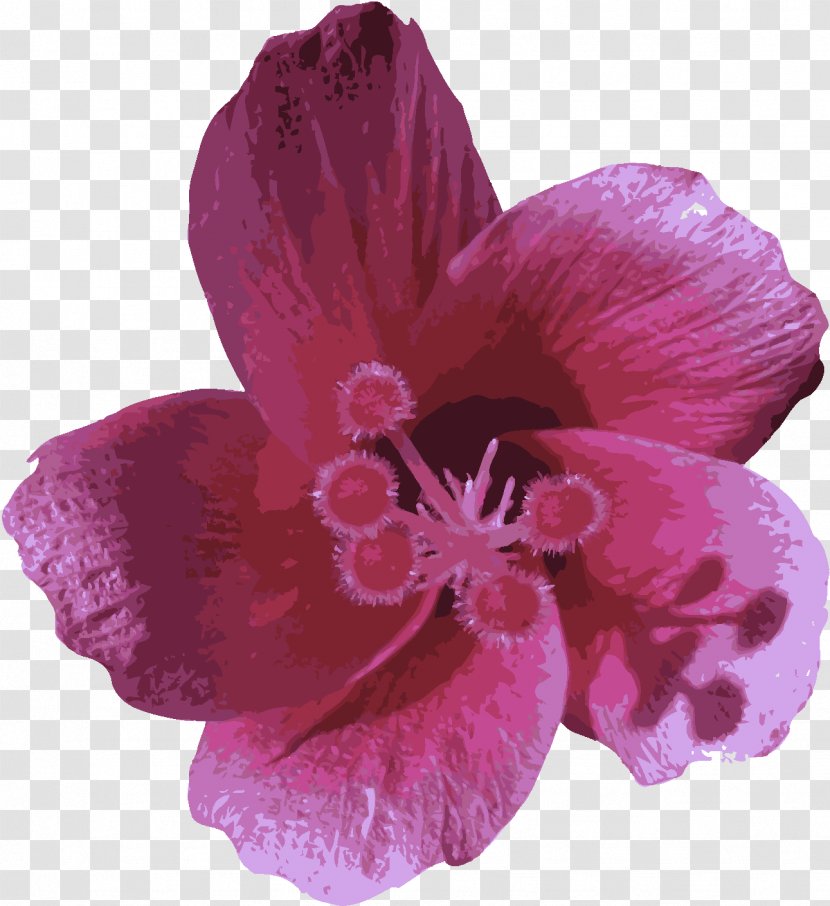 Petal Flower Pink Violet Purple - Hibiscus Moth Orchid Transparent PNG
