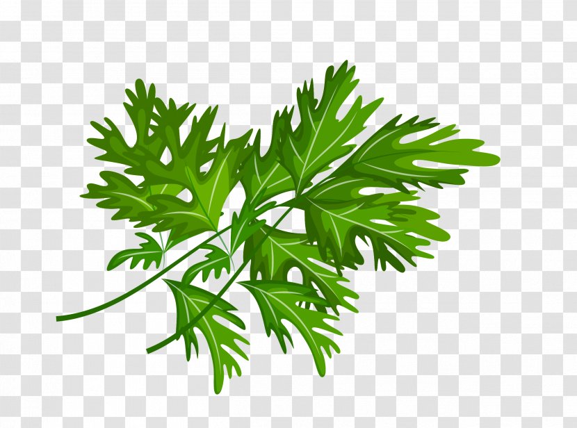 Celeriac Leaf Vegetable - Herb - Vector Cartoon Green Celery Leaves Transparent PNG