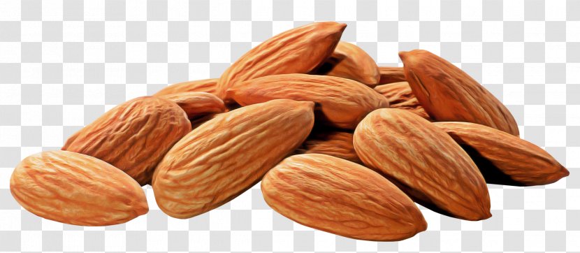 Almond Nut Food Superfood Nuts & Seeds - Plant - Prunus Ingredient Transparent PNG