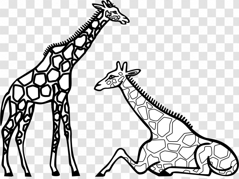 Giraffe Coloring Book Adult Cuteness Drawing - Animal Black And White Transparent PNG