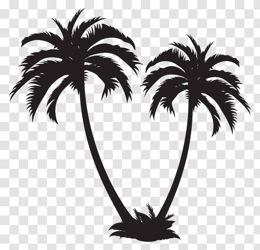 Arecaceae - Palm Tree - Display Resolution Transparent PNG
