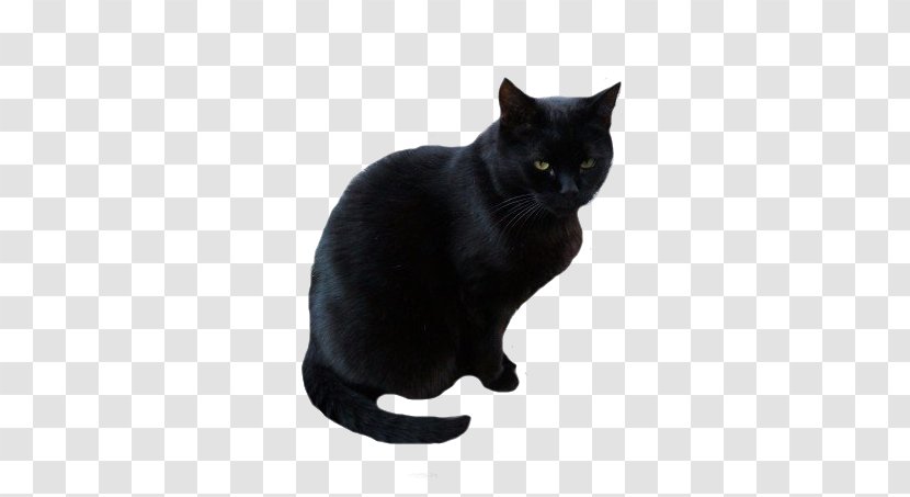 Black Cat Bombay Korat Burmese Domestic Short-haired Transparent PNG