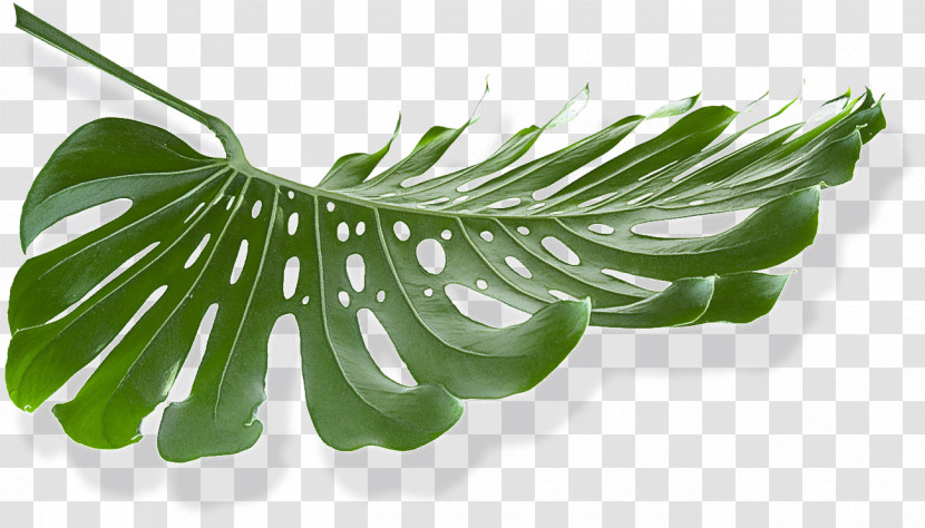 Plant Stem Leaf Plants Plant Structure Science Transparent PNG