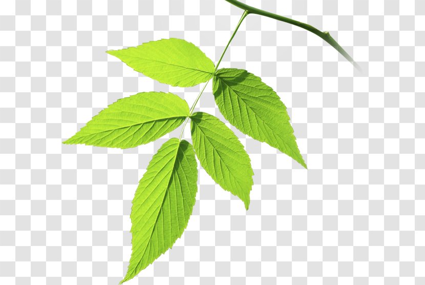 Leaf Branch Plant Stem Tree Herb - Green Leaves Transparent PNG