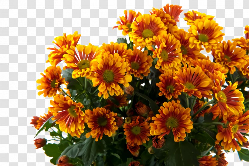 Sunflower - Flower - Annual Plant Daisy Family Transparent PNG