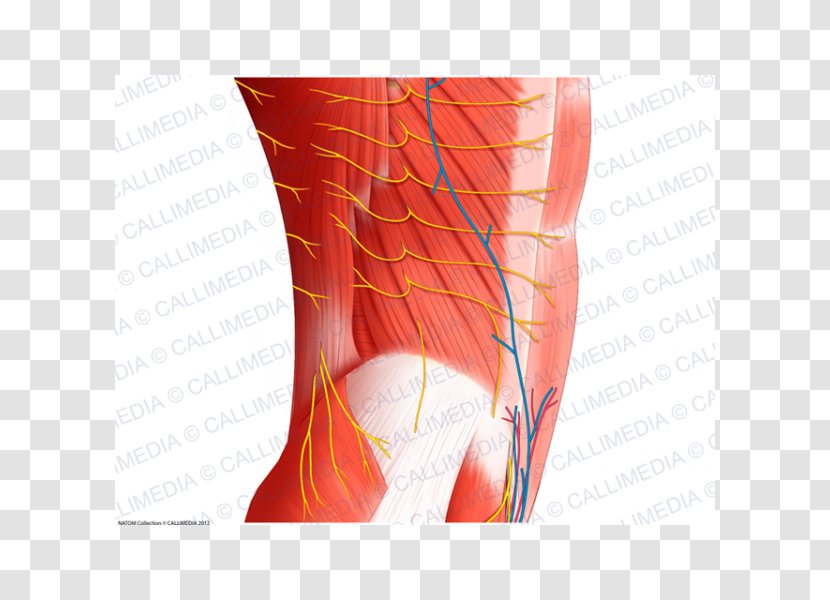 Nerve Blood Vessel Muscle Abdomen Human Anatomy - Cartoon Transparent PNG