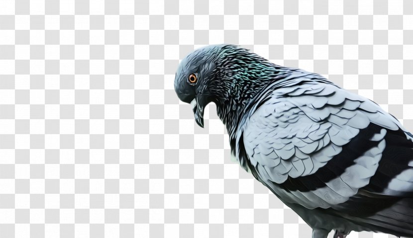 Dove Bird - Pigeon - Rock Macaw Transparent PNG