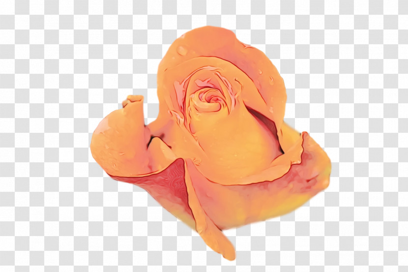 Rose Transparent PNG