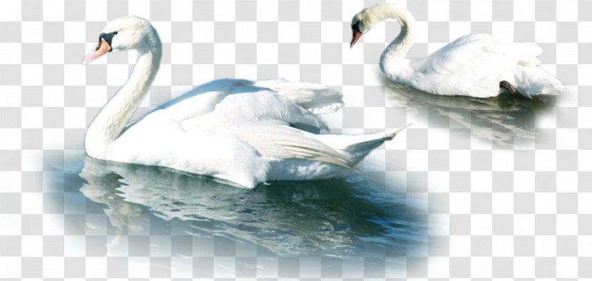Mute Swan Download - Gratis - Lake White Material Transparent PNG