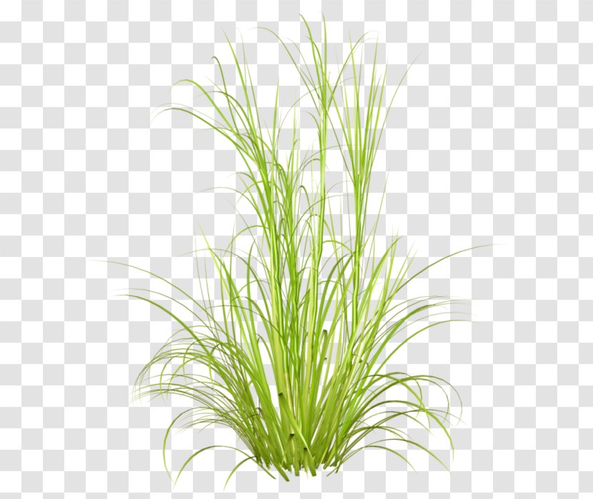 Grasses Desktop Wallpaper Plant Purple Fountain Grass - Herbes Transparent PNG