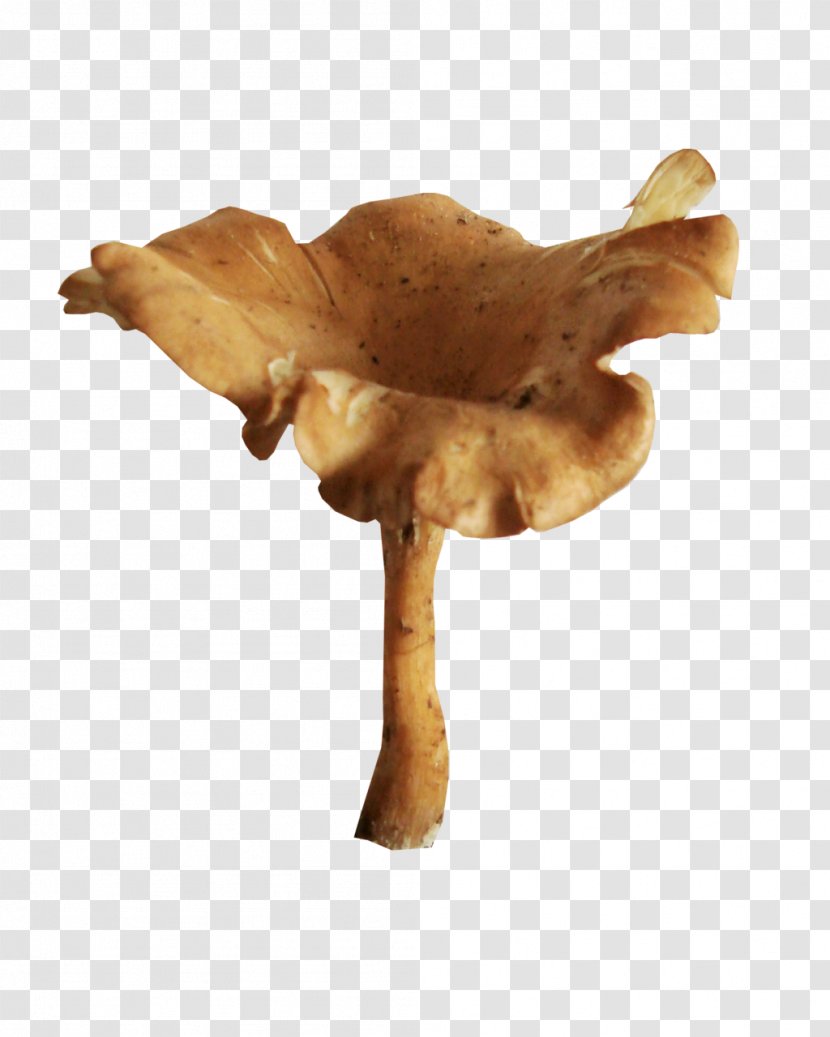 Mushroom Drawing - Pleurotus Eryngii Transparent PNG