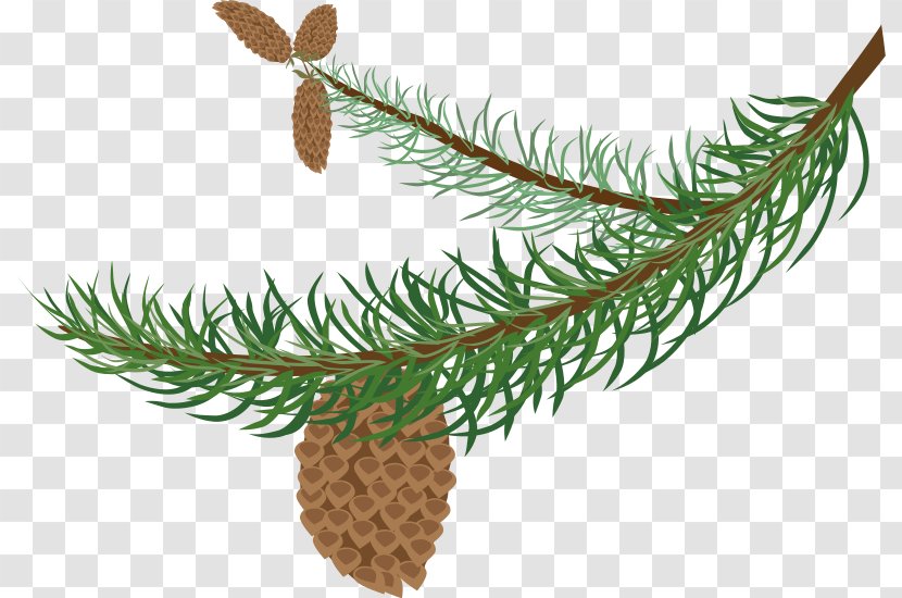 Branch Pine Evergreen Conifer Cone Clip Art - Free Content - Transparent Cliparts Transparent PNG