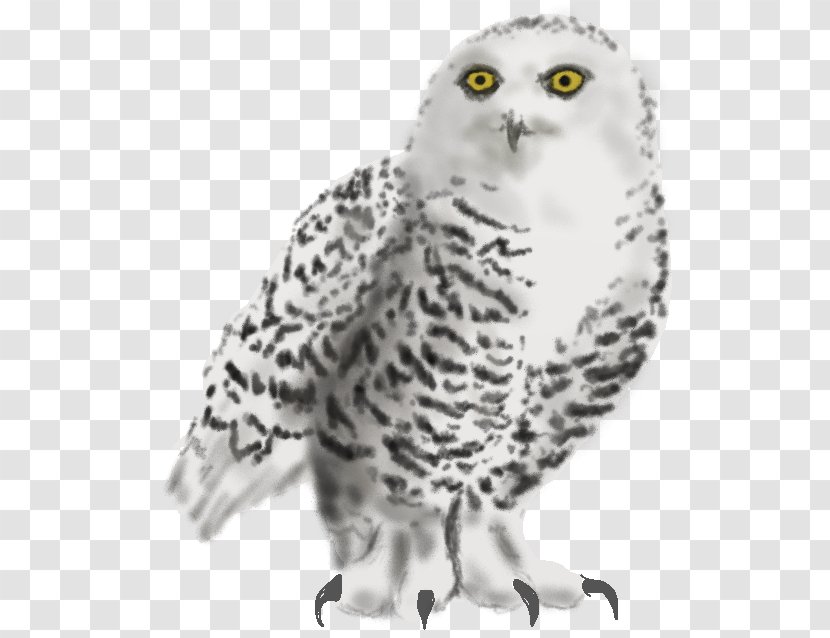 Snowy Owl Whiskers Beak Animal - Online Chat - Menagerie Transparent PNG