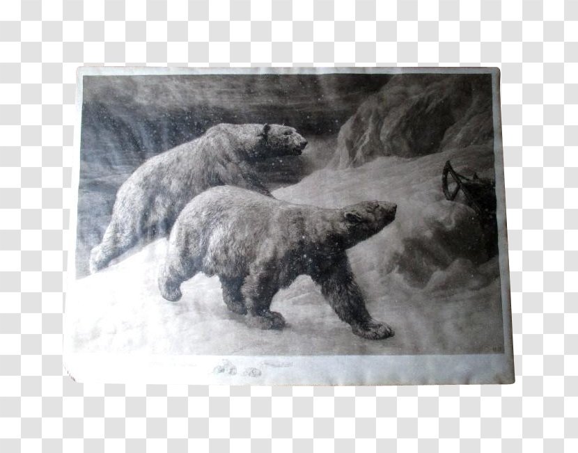 Polar Bear Etching Grizzly Copper Transparent PNG