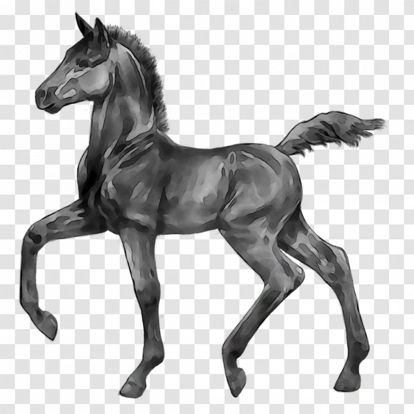 Foal Stallion Mare Colt Pony - Deviantart Transparent PNG
