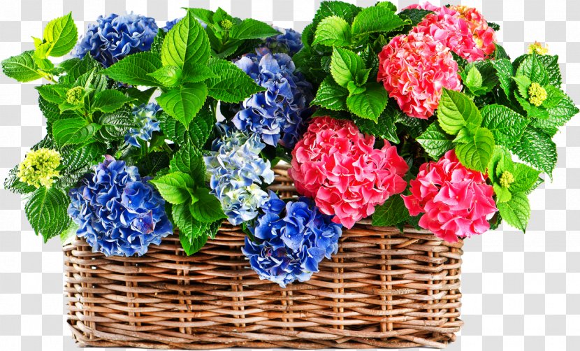 Hydrangea Stock Photography White Blue - Color - Hortensia Transparent PNG