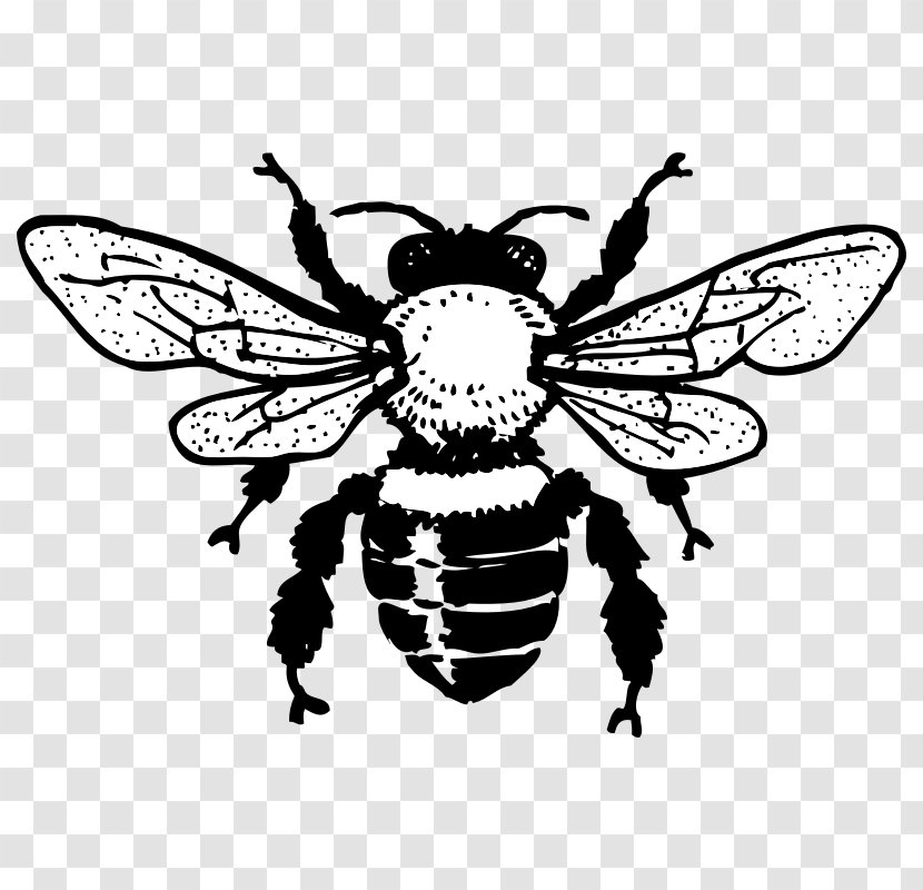 Honey Bee Queen Black And White Clip Art - Bumblebee - Bees Images Transparent PNG