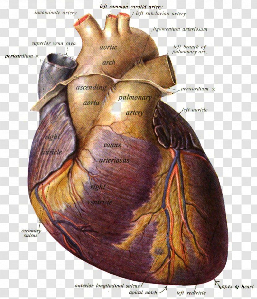 Pulmonary Artery Anatomy Heart Valve - Silhouette Transparent PNG