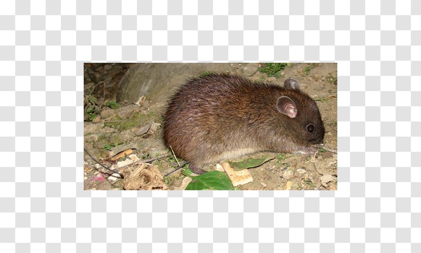 Mouse Ryukyu Long-tailed Giant Rat Gerbil Rodent - Wood Transparent PNG