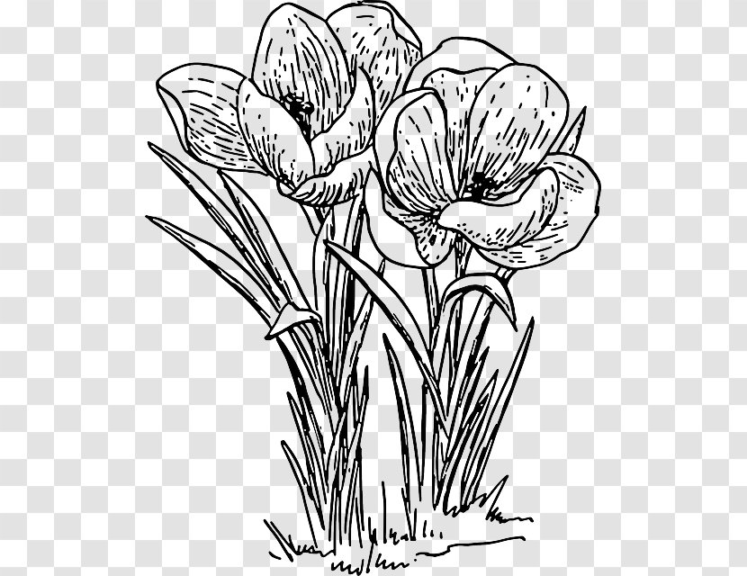 Flower Autumn Crocus Clip Art - Outline Of Flowers Transparent PNG