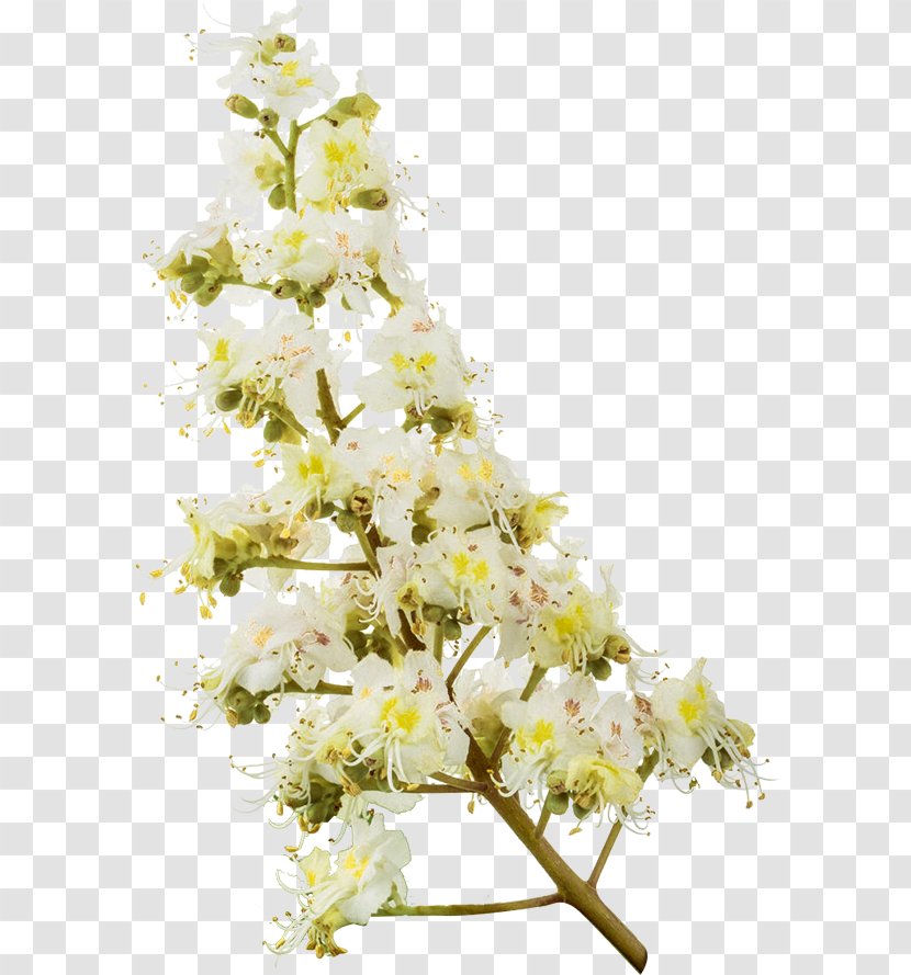 Floral Design Cut Flowers Flower Bouquet Cherry Blossom - Spring Transparent PNG