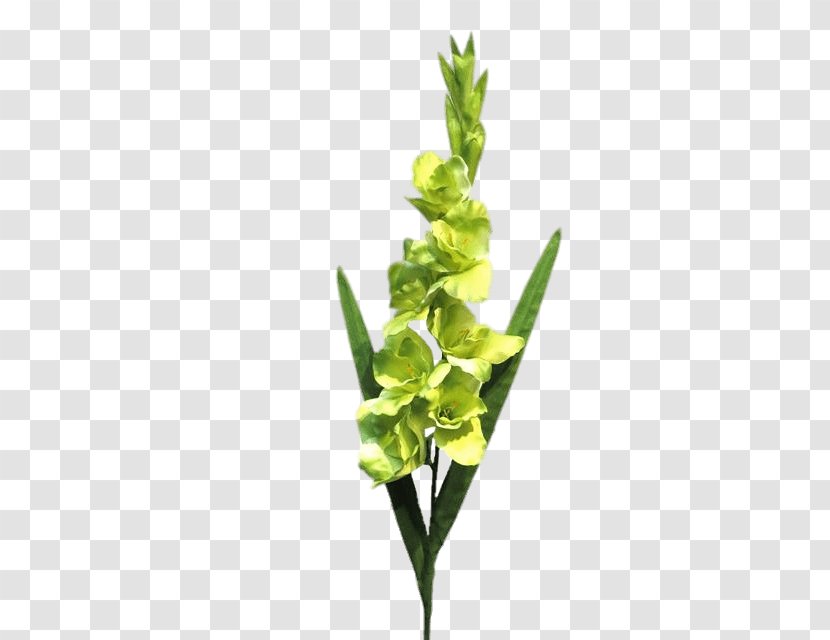 Gladiolus Green Plant Stem Leaf Fuchsia - Number Transparent PNG