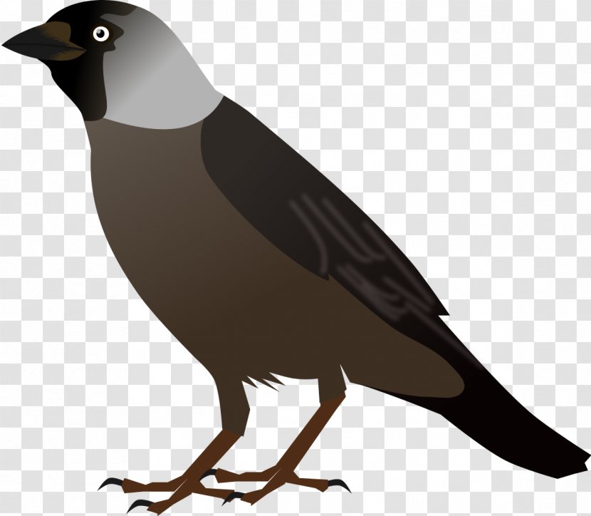 Crows Bird Drawing Clip Art Transparent PNG