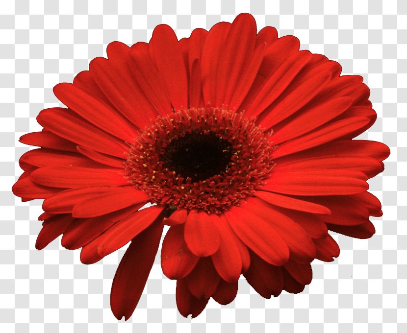 Flower Red Color Rose Clip Art - Daisy Family Transparent PNG