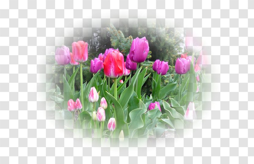 Tulip Cut Flowers Ink Wash Painting Floral Design Transparent PNG
