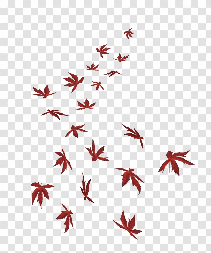 Maple Leaf - Plant - POP ART Transparent PNG