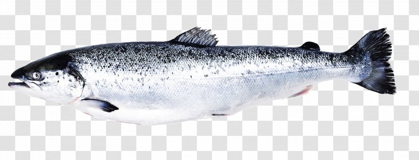 September Cartoon - Salmon - Osmeriformes Coho Transparent PNG