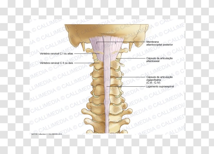 Ligament Cervical Vertebrae Vertebral Column Anatomy Human Skeleton - Neck - Jaw Transparent PNG