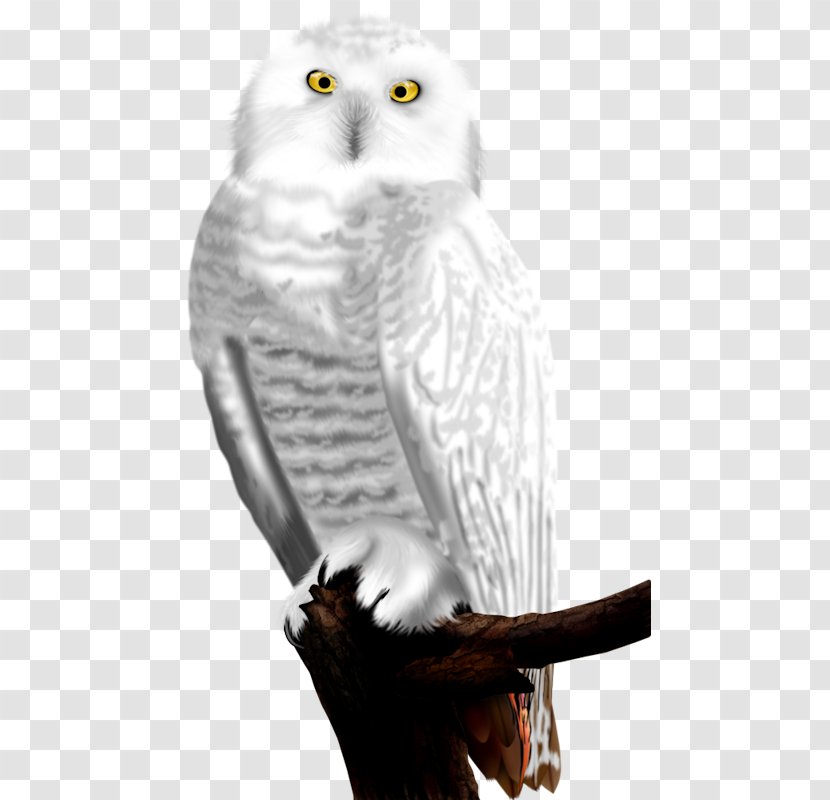 Owl Bird ForgetMeNot Feather - Forgetmenot - White Transparent PNG