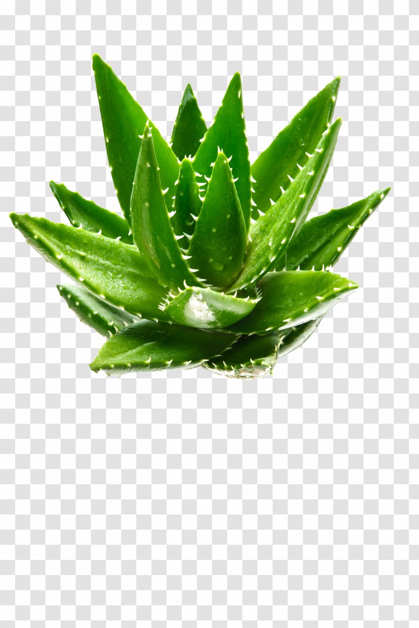 Aloe Vera Green Plant Aloin - Extract Transparent PNG