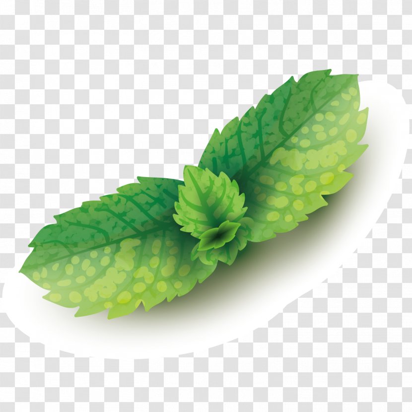 Mentha Spicata Leaf Euclidean Vector - Drawing - Dog Ginger Leaves Transparent PNG