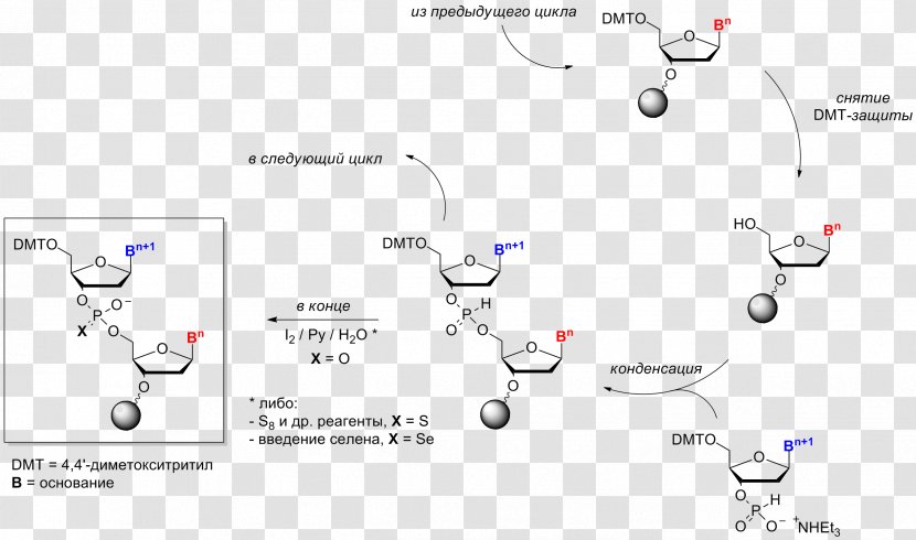 Oligonucleotide Synthesis Chemistry Nucleic Acid Chemical - Technology - Organism Transparent PNG