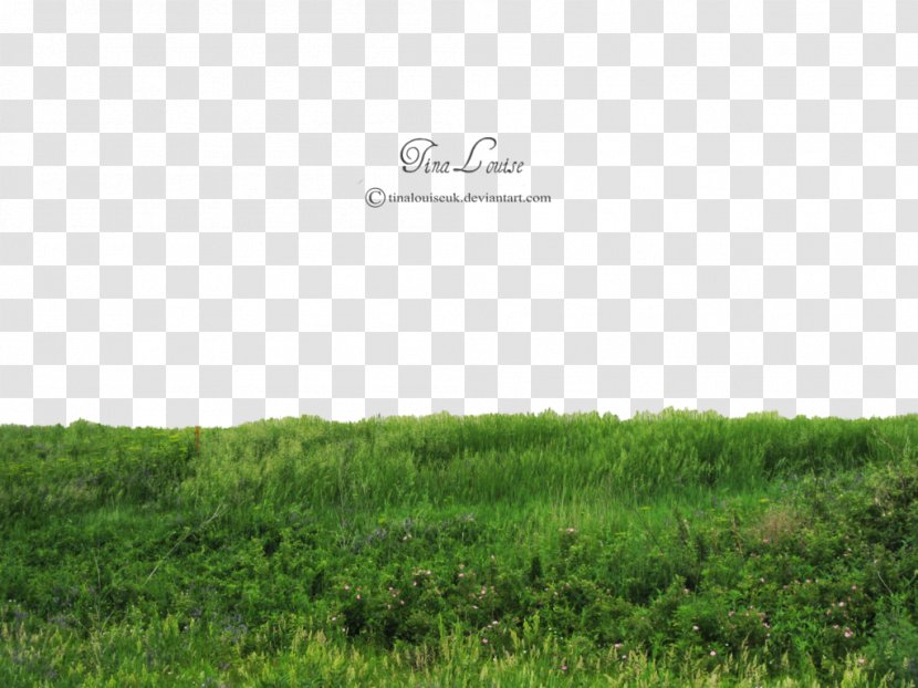 Rendering Architecture - Field - Grass Transparent Image Transparent PNG