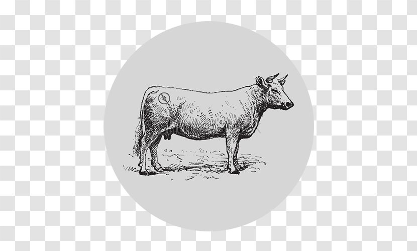 Beef Cattle Charolais Steak Meat Transparent PNG