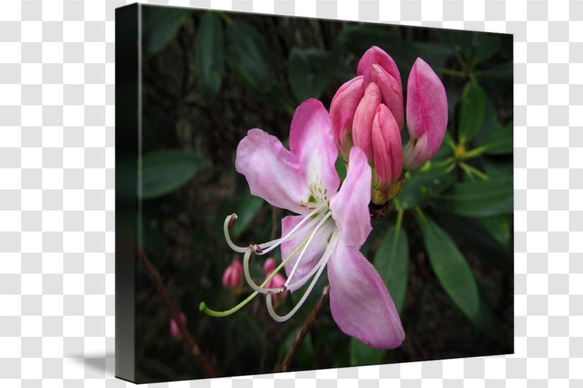 Azalea Lilac Honeysuckle Petal Transparent PNG