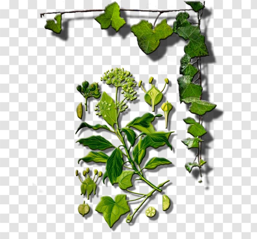 Twig Plant Stem Leaf Flower Herb - Branch - Romaine Transparency And Translucency Transparent PNG