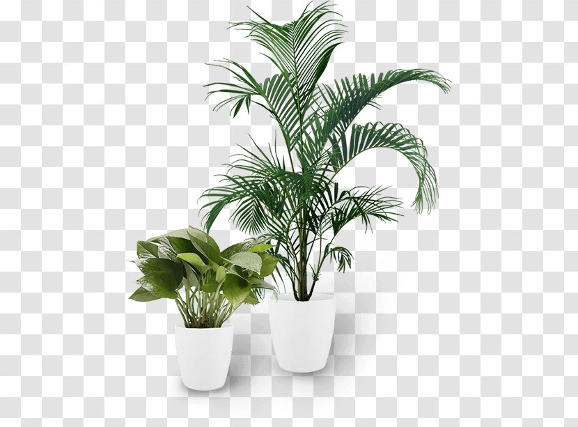 Palm Tree - Flower - Terrestrial Plant Transparent PNG