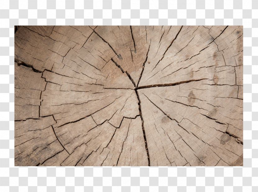Wood Tree Download - Information - Broken Ring Maps Transparent PNG