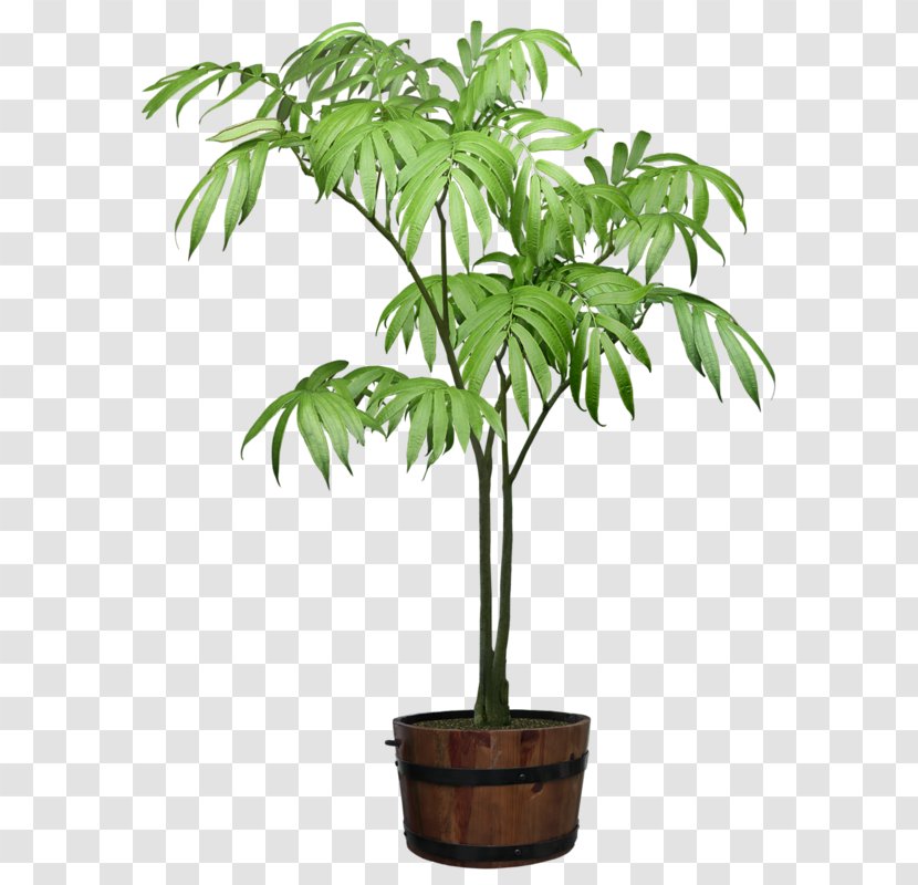Rhapis Excelsa Houseplant Ornamental Plant Flowerpot - Trachycarpus Fortunei Transparent PNG