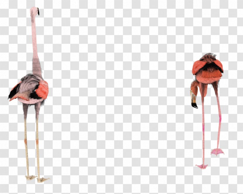 Bird Flamingo Rendering 3D Modeling - Stock Photography Transparent PNG