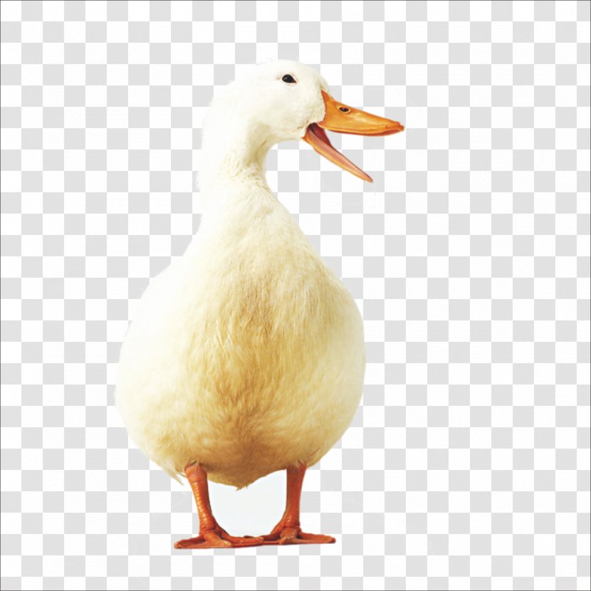 American Pekin Duck Icon Transparent PNG