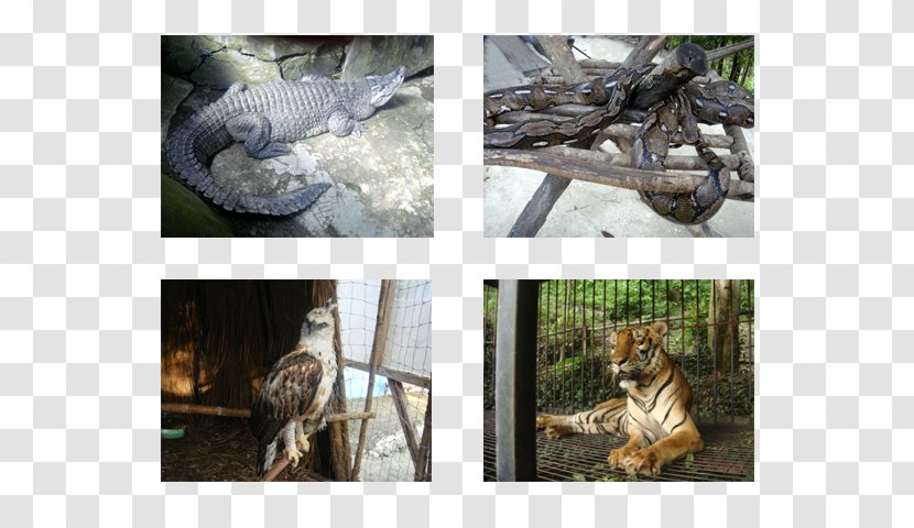 Wildlife Fauna - Reticulated Python Transparent PNG