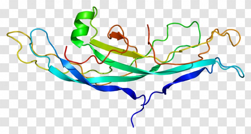 CGB2 Human Chorionic Gonadotropin Protein Subunit Gene - Frame - Tree Transparent PNG